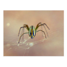 Spider Postcard
