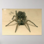 spider poster 10 posters