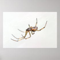 spider poster 9
