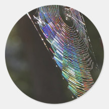 Spider Sticker