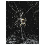 Spider Web at Midnight flyers