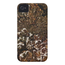 SPIDER WEB ON A SEQUOIA TREE BARK Case-Mate iPhone 4 CASE