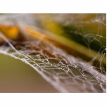 Spider Webs photo sculptures