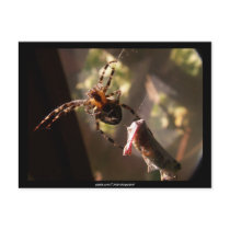 Spider with grasshopper -  Postcard