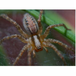 Spiders Insects photo sculptures