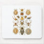 Spiders Mousepads