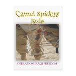 Spiders Post Cards