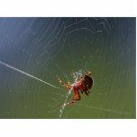 Spiders Spiderwebs photo sculptures