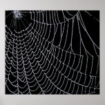 Spider's Web | Print