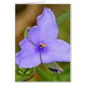Spiderwort cards
