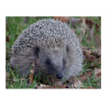 Spike Postcard