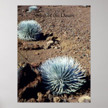 Spikes of the Desert print