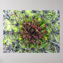 Spikes, Thorns and Needles Plant, Close Up (1) Print