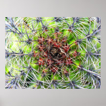 Spikes, Thorns and Needles Plant, Close Up (2) Poster