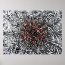 Spikes, Thorns and Needles Plant, Close Up (3) Print