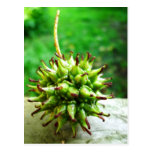 Spiky Ball Postcards