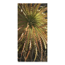 Spiky Succulent El Charco del Ingenio Photo Greeting Card