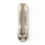 Spinal Column skateboards