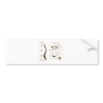 Spine Details Sepia Bumper Sticker
