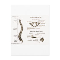 Spine Details Sepia Post Card