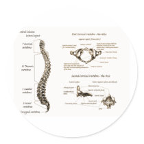 Spine Details Sepia Round Stickers