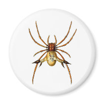 Spined Spider Fridge Magnet