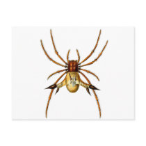 Spined Spider Postcards