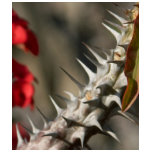 Spines On A Cactus t-shirts