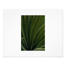 Spines Photographic Print