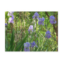 Sping Iris in East Tennessee Post Card