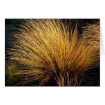 Spinifex Grass cards
