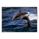 Spinner dolphin greeting card