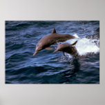 Spinner dolphin posters