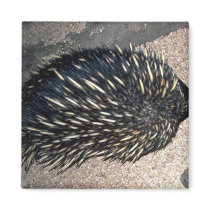 Spiny Anteater, Overhead Fridge Magnets