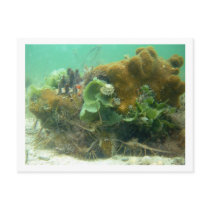 Spiny Lobster (Panulirus argus) Post Card