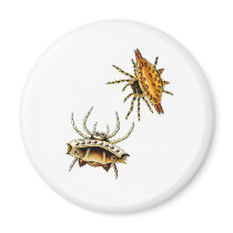 Spiny Orb-Weaver Magnet