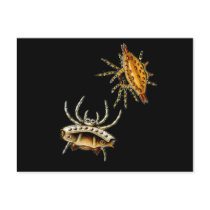 Spiny Orb-Weaver Postcards
