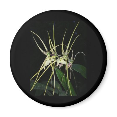 spiny orchid fridge magnet by roseroserose