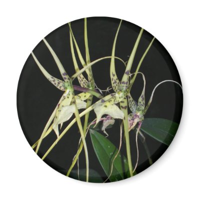 spiny orchid fridge magnets by roseroserose