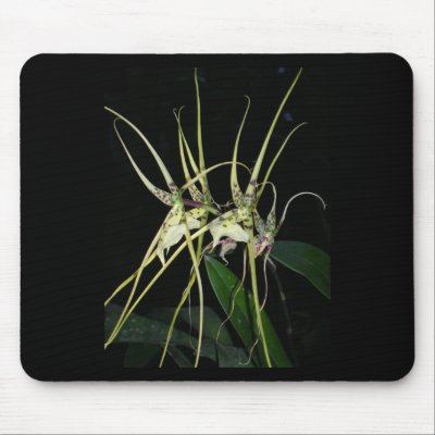 spiny orchid mousemat by roseroserose