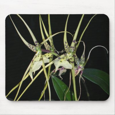 spiny orchid mousemat by roseroserose