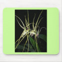 spiny orchid mousepads