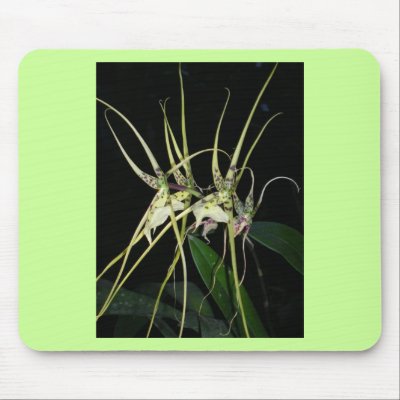 spiny orchid mousepads by roseroserose