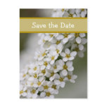 Spiraea Save the Date Postcard