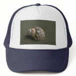 Spiral babylon (Babylonia spirata) Shell hats