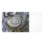 Spiral Shell Photo Card photo cards