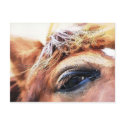 SPIRIT OF THE HORSE postcards