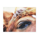 SPIRIT OF THE HORSE postcards