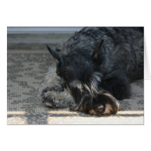 "Spirit" Standard Schnauzer Photo Greeting Card
