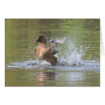 Splashing Duck Card